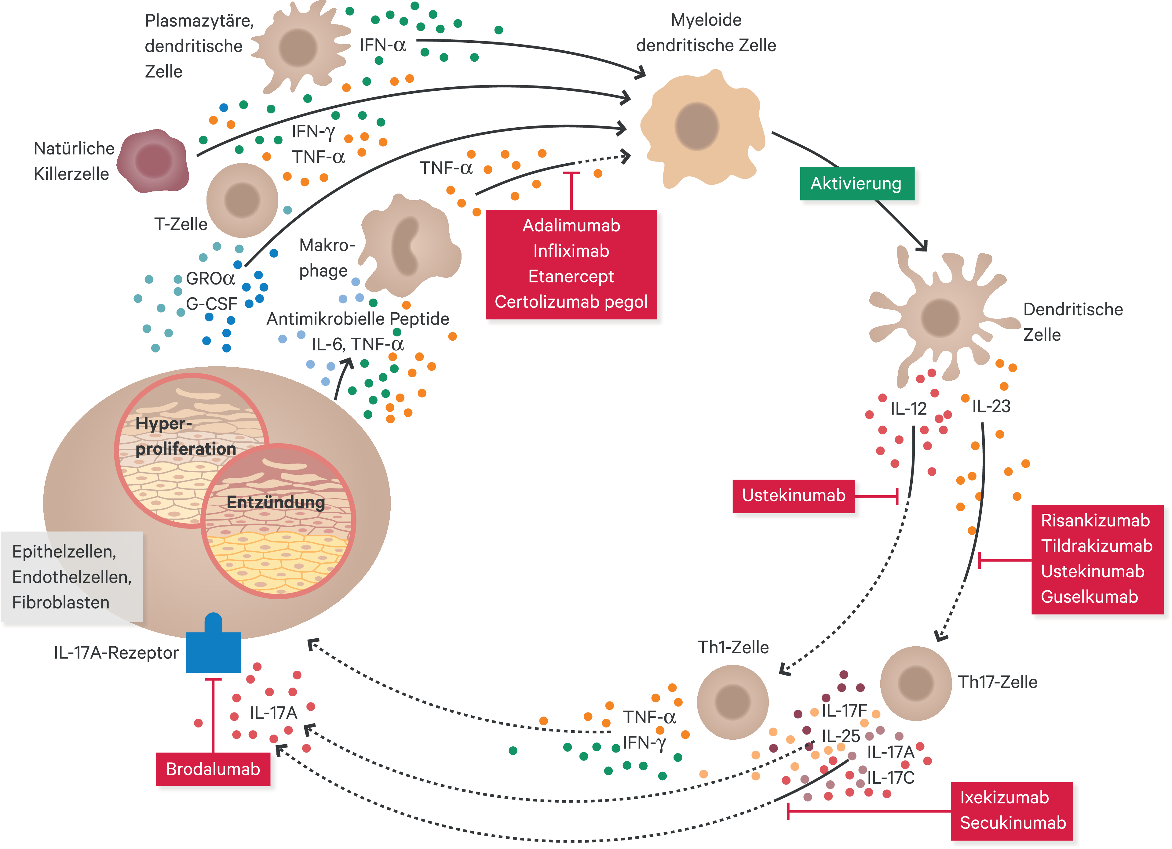 Risankizumab - 10 - 2019 - Heftarchiv - AMT