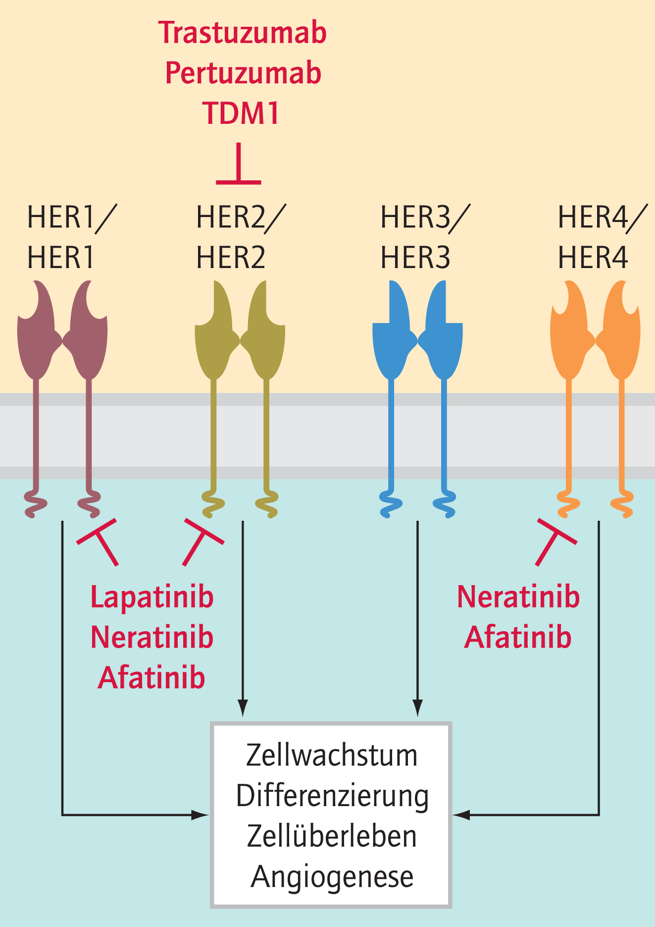 Vorteile Durch Zusätzliche Gabe Von Pertuzumab - 03 - 2013 - Heftarchiv ...