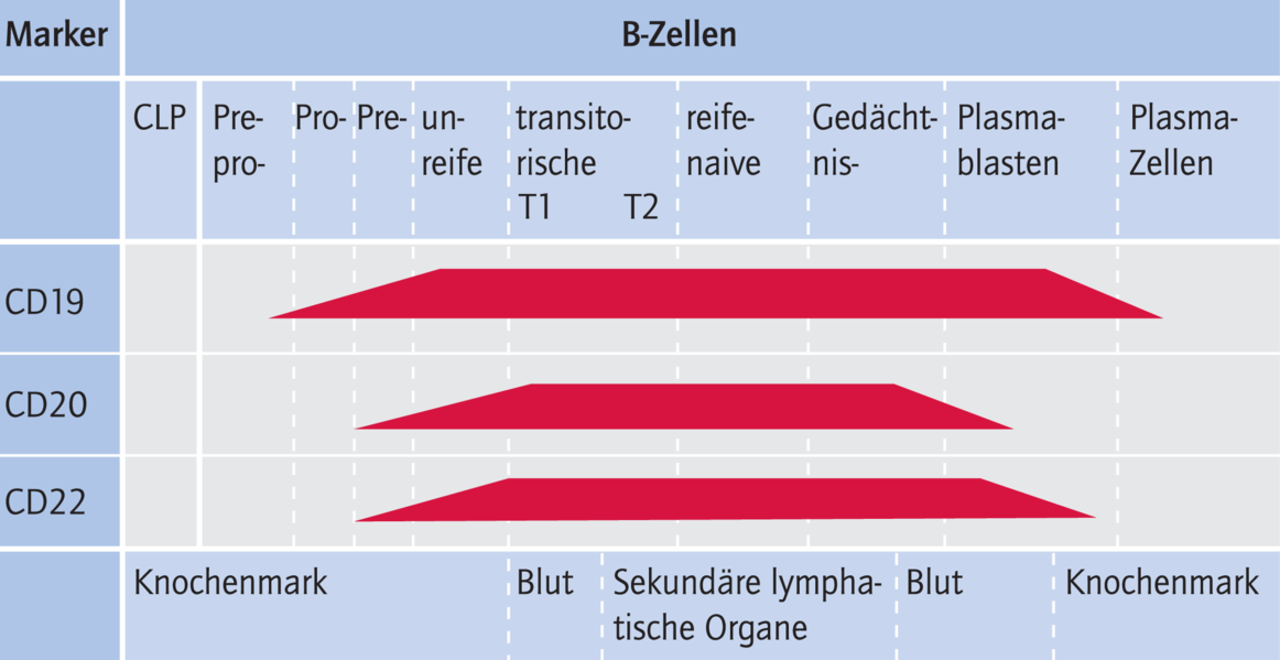 B-Zell-Therapie Bei Autoimmunerkrankungen - 02 - 2010 - Heftarchiv - AMT