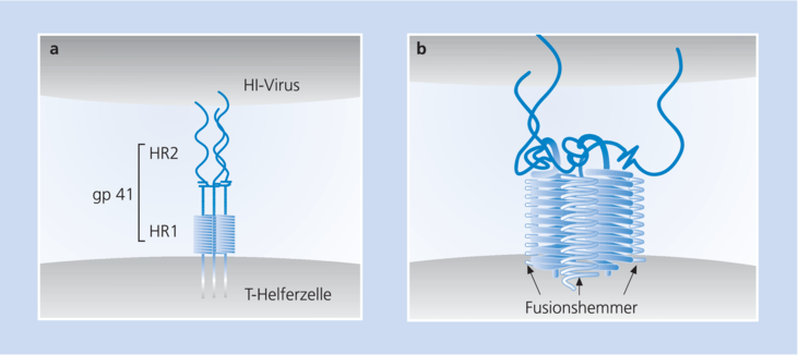 Fusionsinhibitoren In Der Behandlung Der Hiv Infektion Heftarchiv Amt