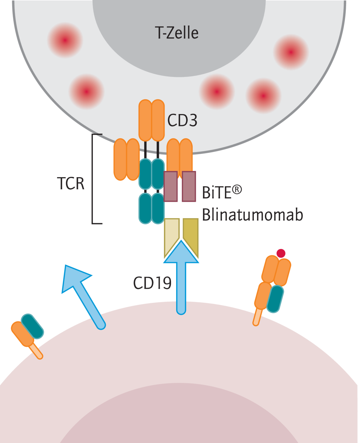 Blinatumomab Zur Effizienten Immuntherapie - 07 - 2015 - Heftarchiv - AMT