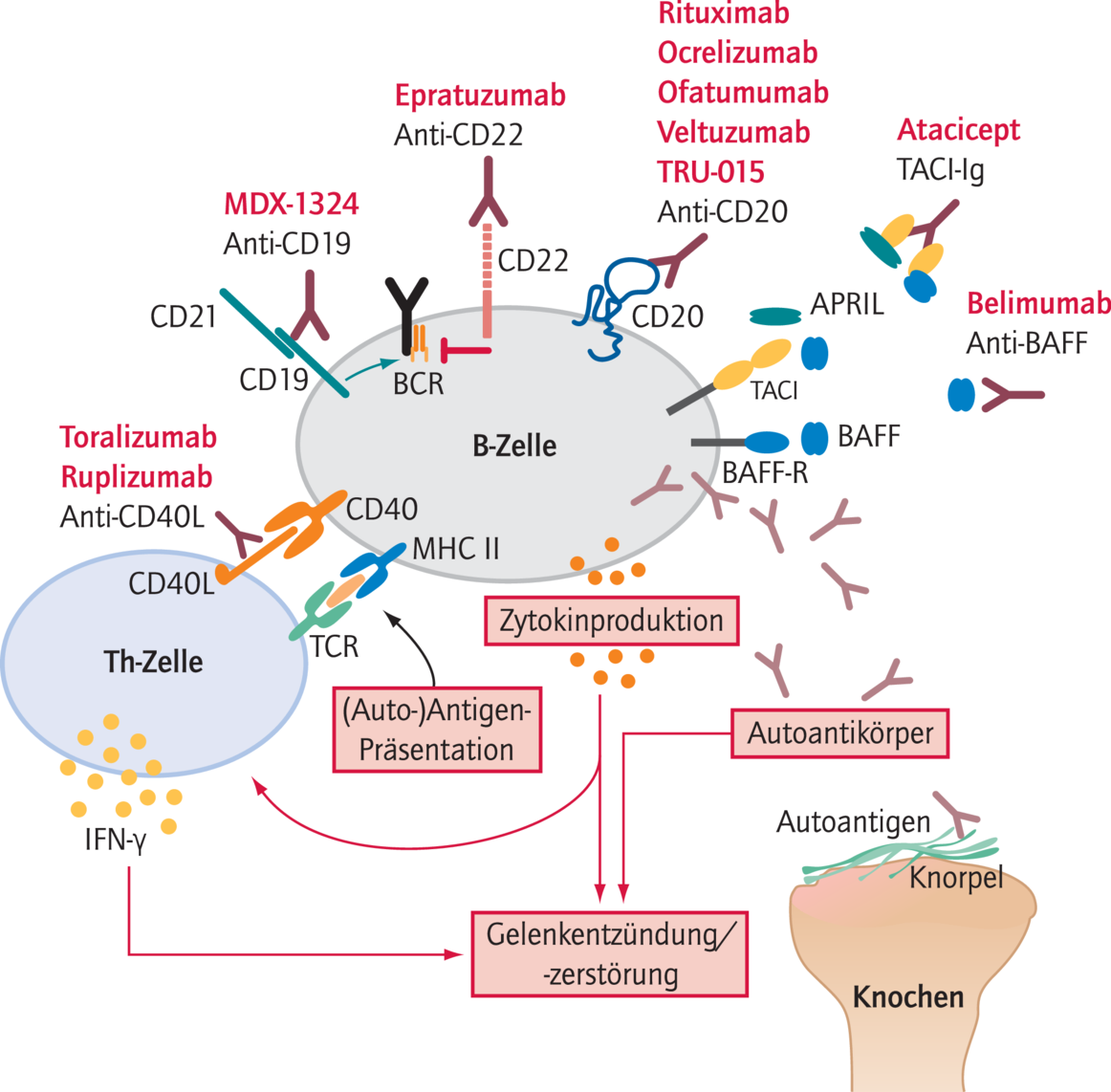 B-Zell-Therapie Bei Autoimmunerkrankungen - 02 - 2010 - Heftarchiv - AMT